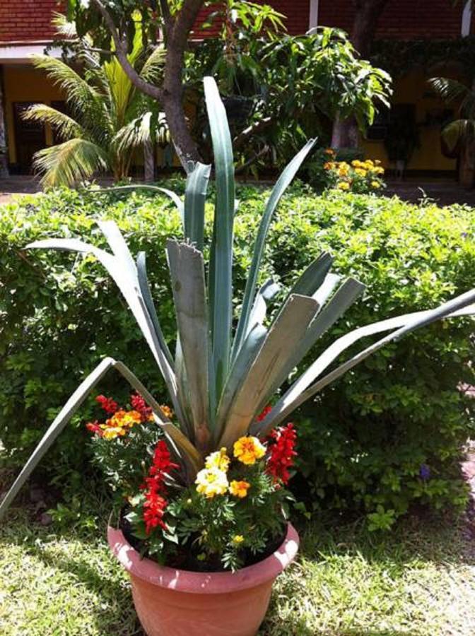 סן מיגל Hotel Caleta מראה חיצוני תמונה